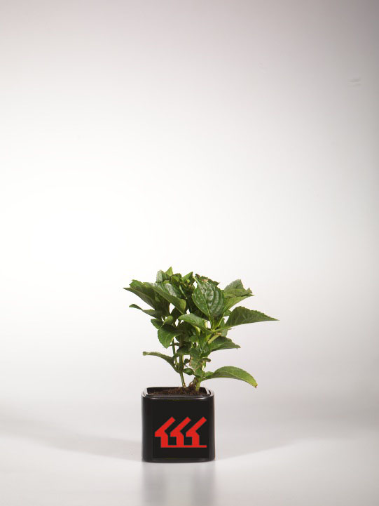 Гортензія Крупнолистна Гортензія Крупнолистна