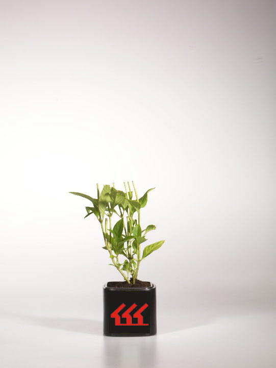 Гортензія Крупнолистна Гортензія Крупнолистна