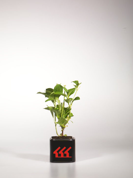 Гортензія Крупнолистна Гортензія Крупнолистна