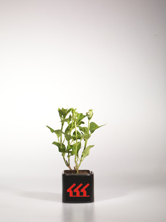 Гортензія Крупнолистна Гортензія Крупнолистна