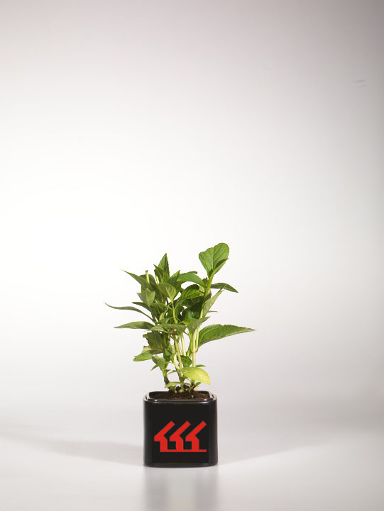 Гортензія Крупнолистна Гортензія Крупнолистна