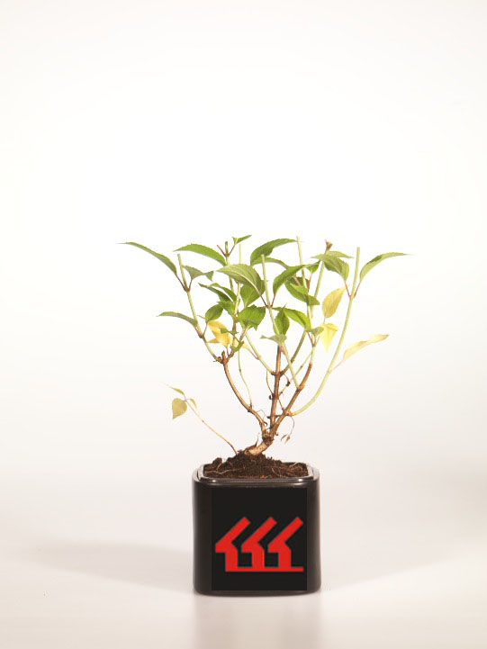 Гортензія Метельчата Гортензія Метельчата