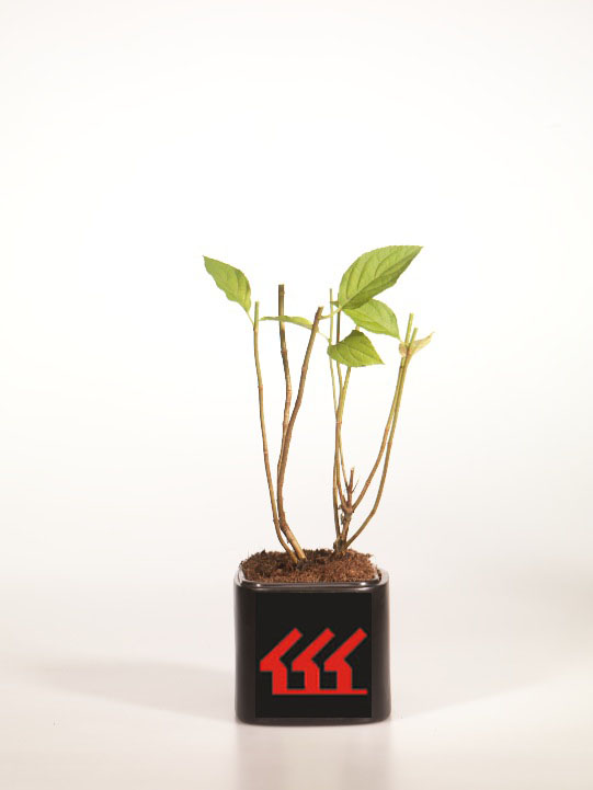 Гортензія Метельчата Гортензія Метельчата