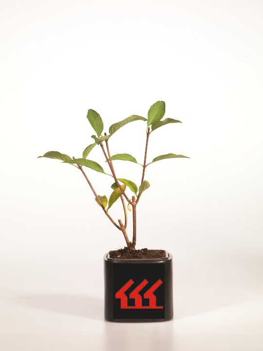 Гортензія Метельчата Гортензія Метельчата