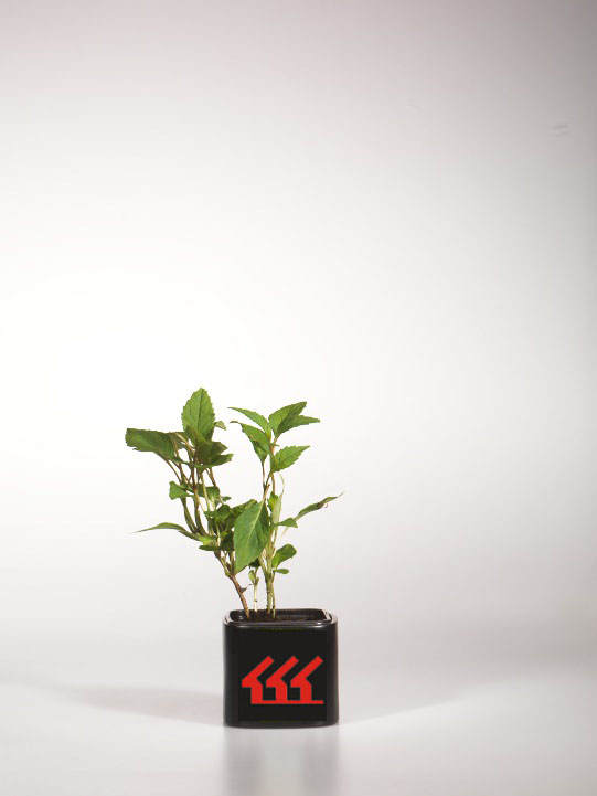 Гортензія Садова Гортензія Садова