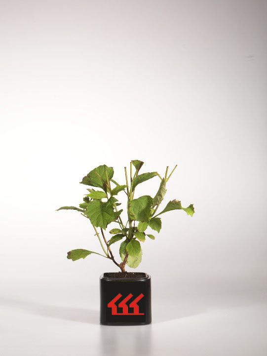 Гортензія Дуболистна Гортензія Дуболистна