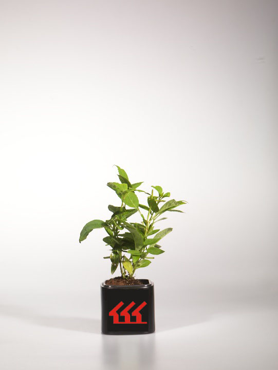 Гортензія Садова Гортензія Садова