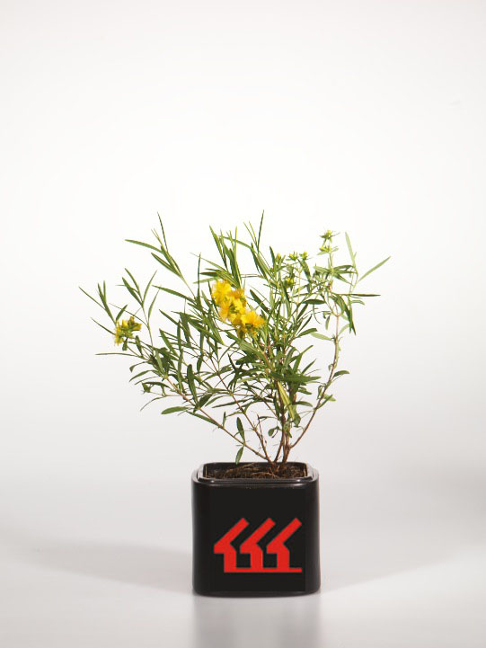 Зверобой Густоцветковий Зверобой Густоцветковий