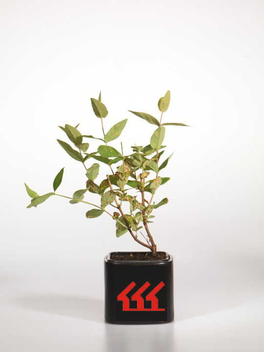 Зверобой Непахуча Зверобой Непахуча