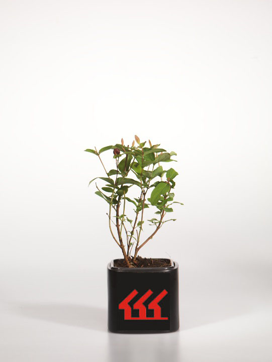 Зверобой Непахуча Зверобой Непахуча