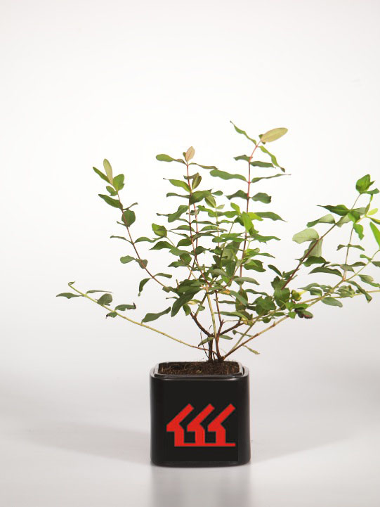 Зверобой Мозера Зверобой Мозера