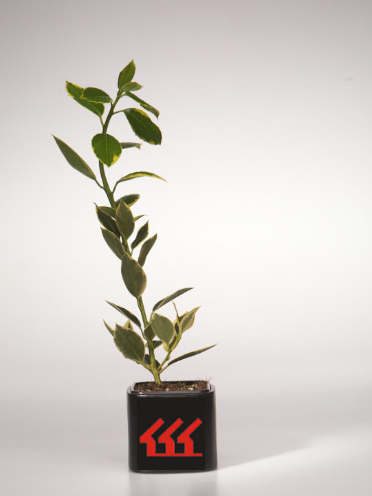 Падуб Алтакларенський Падуб Алтакларенський