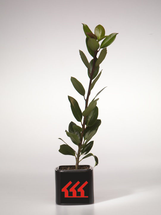 Падуб Алтакларенський Падуб Алтакларенський