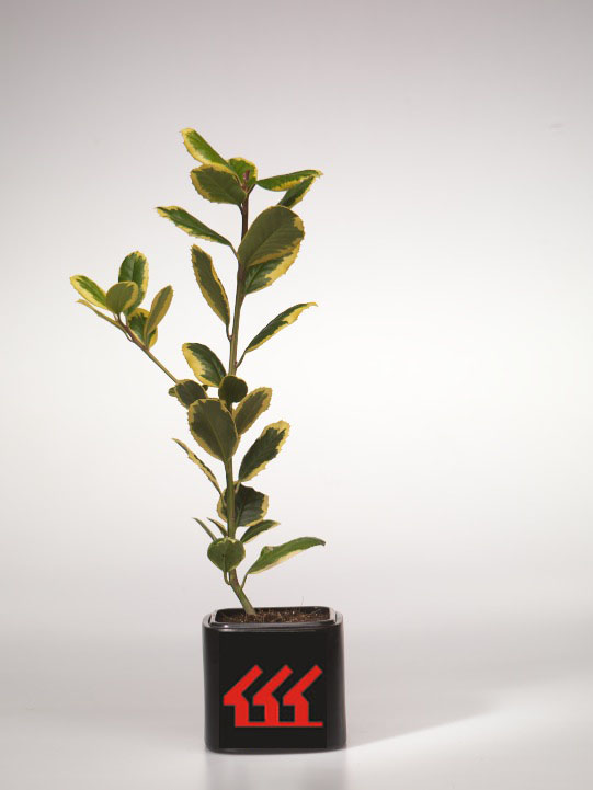 Падуб Алтакларенський Падуб Алтакларенський