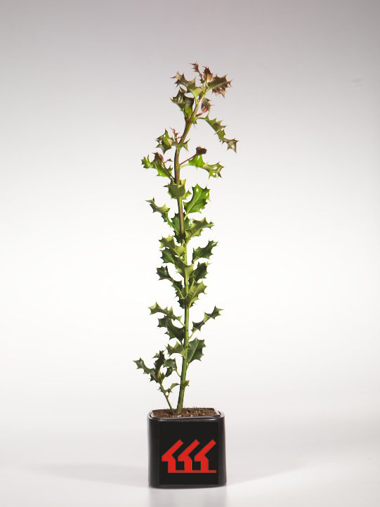 Падуб Гостролистний Падуб Гостролистний