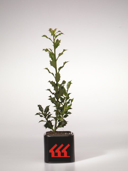 Падуб Гостролистний Падуб Гостролистний