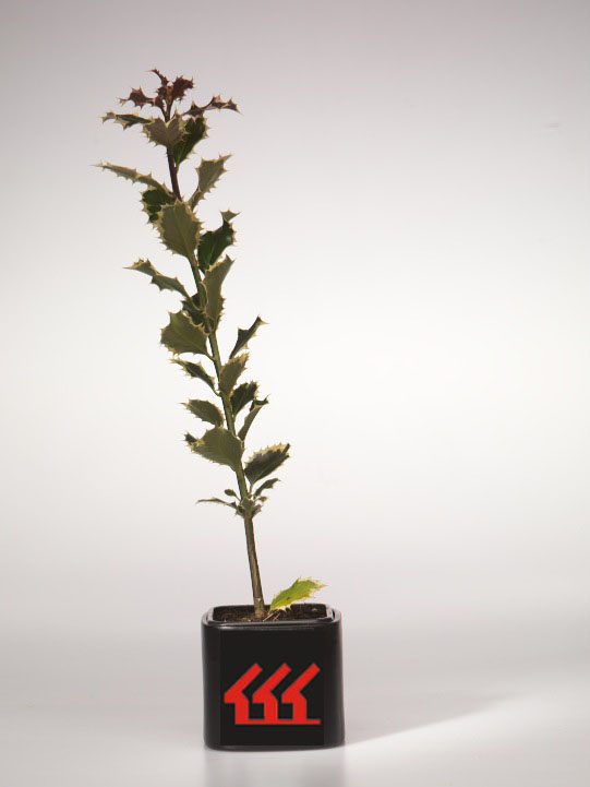 Падуб Гостролистний Падуб Гостролистний