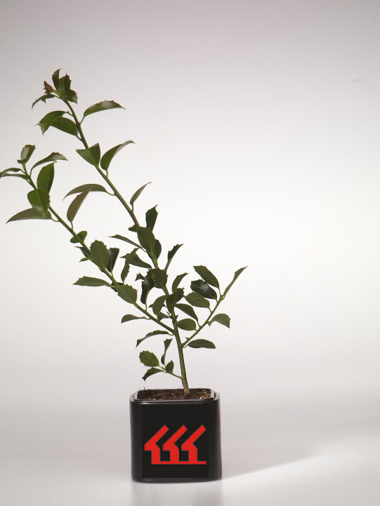 Падуб Гостролистний Падуб Гостролистний