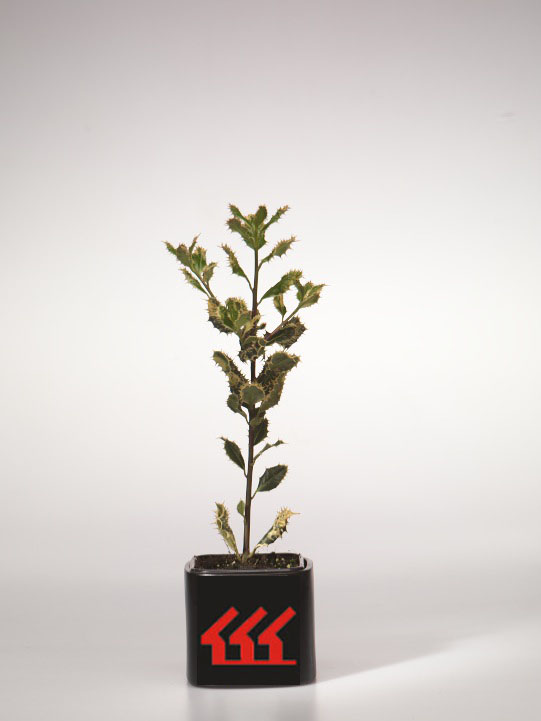 Падуб Гостролистний Падуб Гостролистний