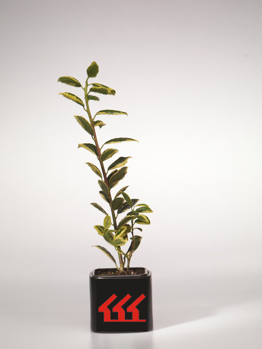 Падуб Гостролистний Падуб Гостролистний