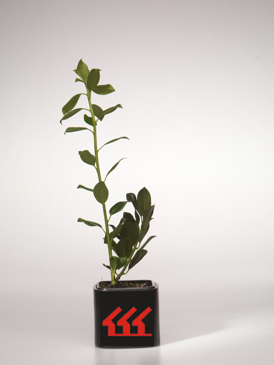 Падуб Гостролистний Падуб Гостролистний