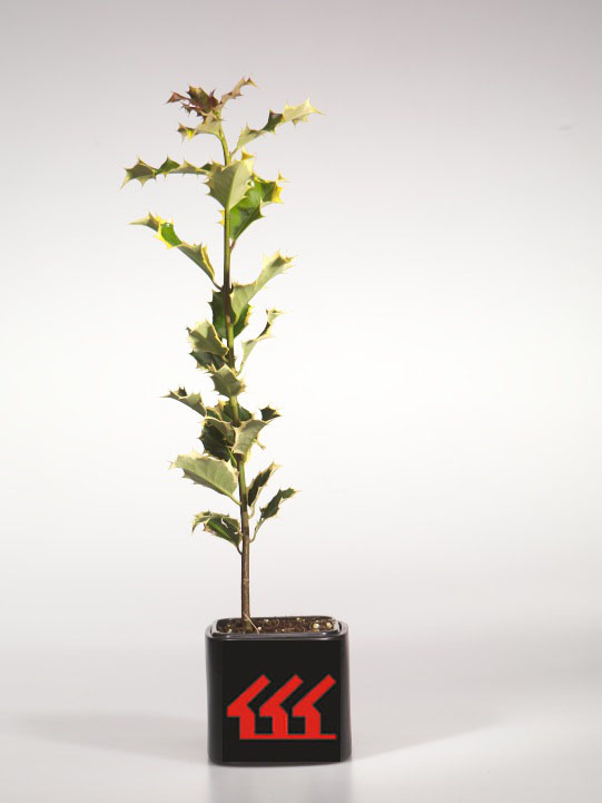 Падуб Гостролистний Падуб Гостролистний