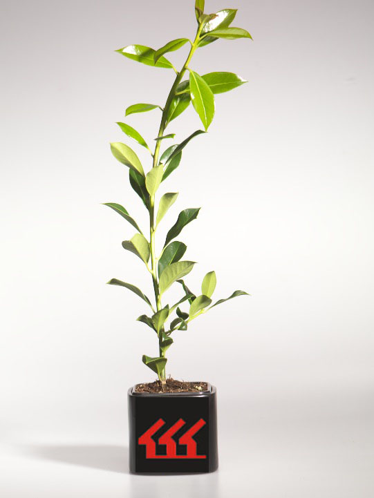 Падуб Гостролистний Падуб Гостролистний