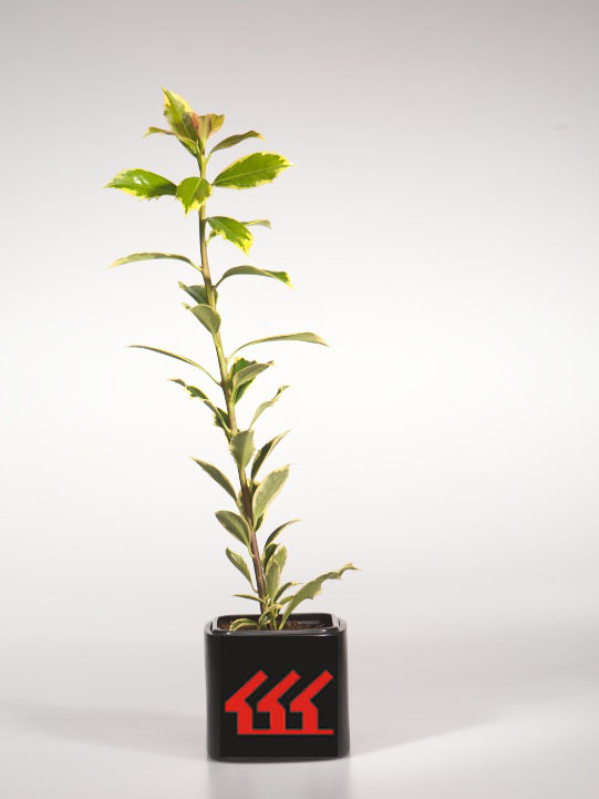 Падуб Гостролистний Падуб Гостролистний