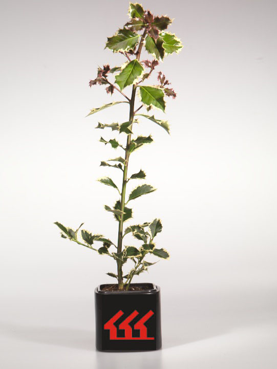 Падуб Гостролистний Падуб Гостролистний