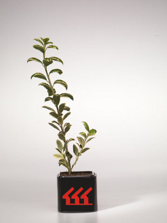 Падуб Гостролистний Падуб Гостролистний