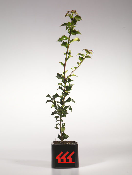 Падуб Гостролистний Падуб Гостролистний