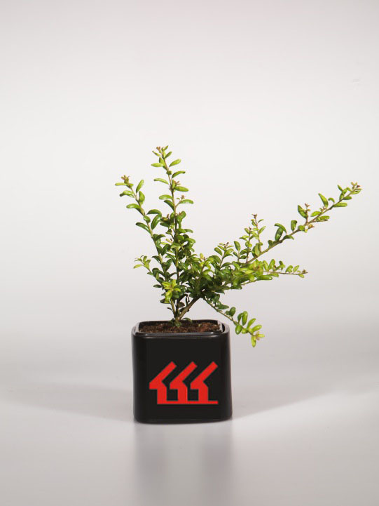 Падуб Городчатий Падуб Городчатий