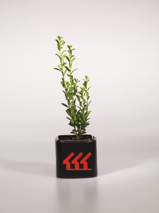 Падуб Городчатий Падуб Городчатий