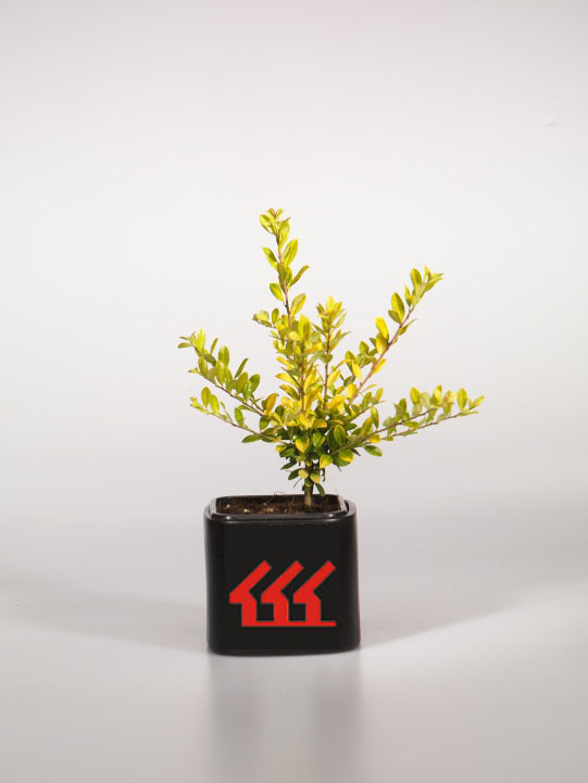 Падуб Городчатий Падуб Городчатий