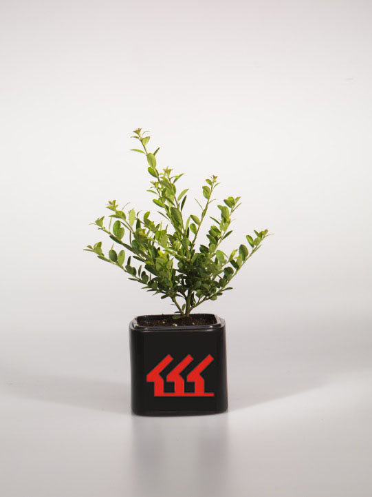 Падуб Городчатий Падуб Городчатий