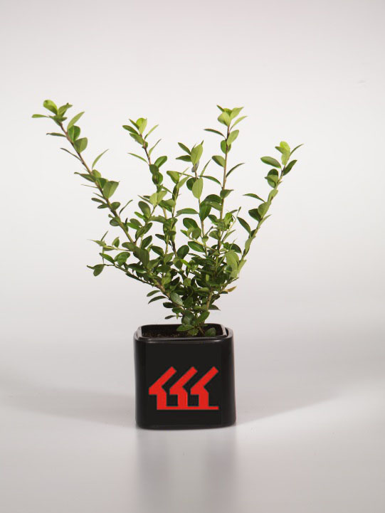 Падуб Городчатий Падуб Городчатий