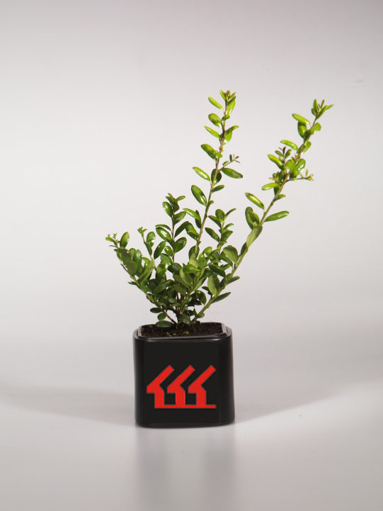 Падуб Городчатий Падуб Городчатий