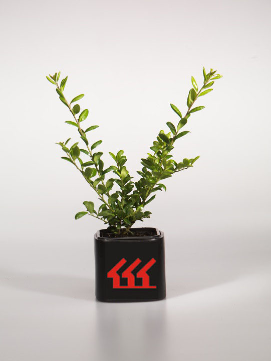 Падуб Городчатий Падуб Городчатий