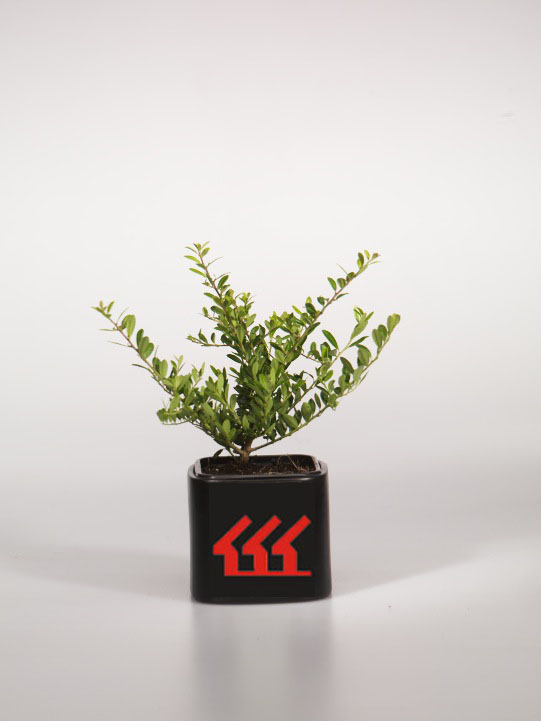 Падуб Городчатий Падуб Городчатий