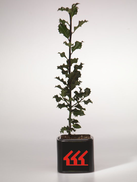 Падуб Мезерва Падуб Мезерва