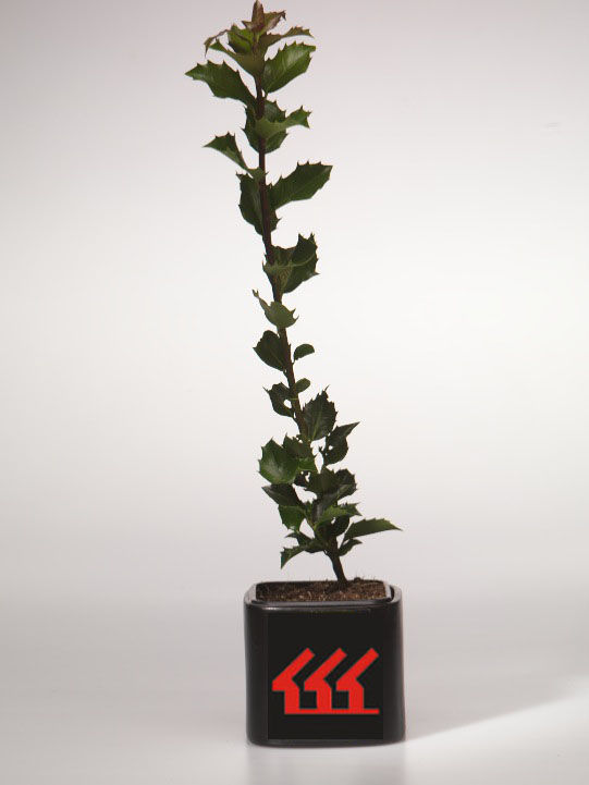 Падуб Мезерва Падуб Мезерва