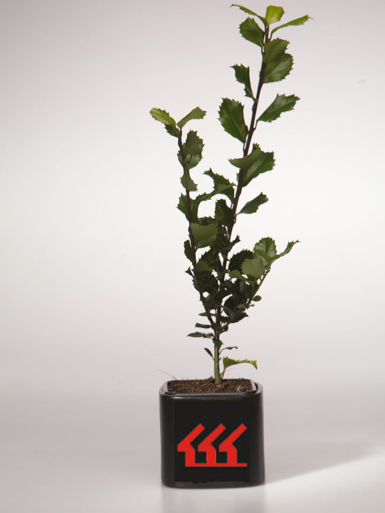 Падуб Мезерва Падуб Мезерва