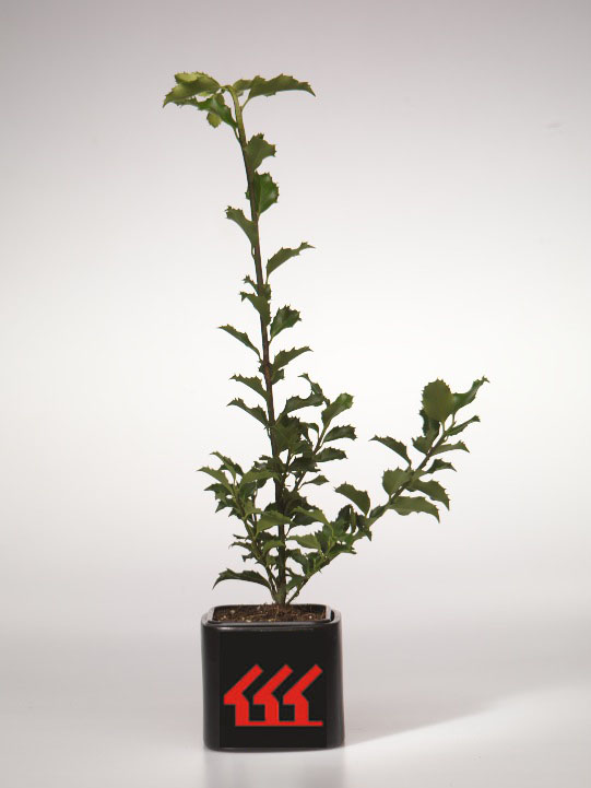 Падуб Мезерва Падуб Мезерва