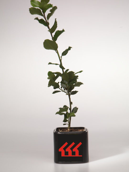 Падуб Мезерва Падуб Мезерва