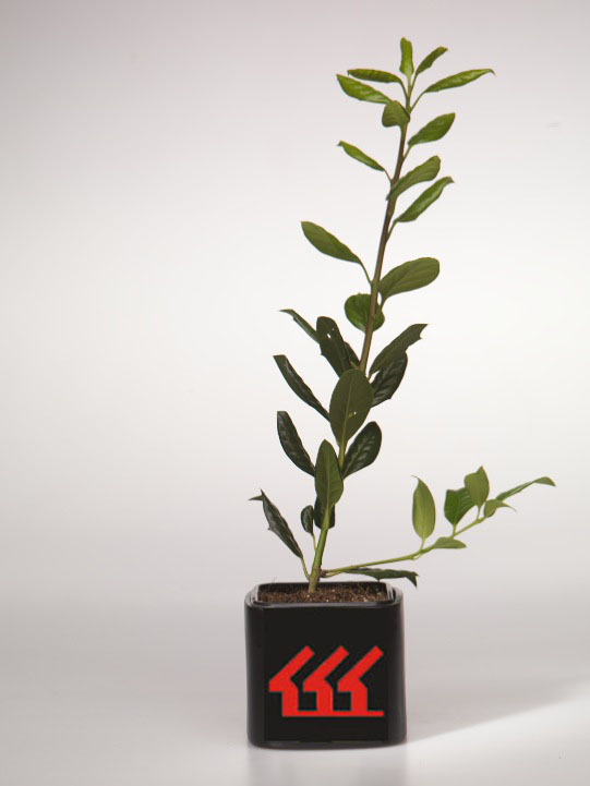 Падуб гібридний Падуб гібридний