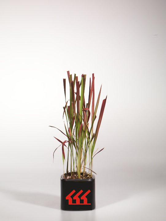 Императа Цилиндричеська Императа Цилиндричеська