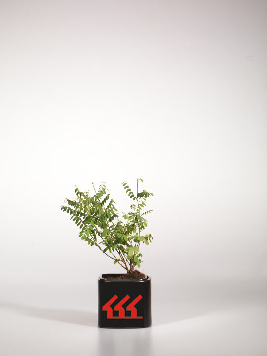 Индигофера Разноцветкова Индигофера Разноцветкова