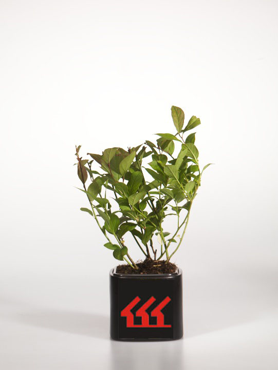 Итеа Вирджинська Итеа Вирджинська