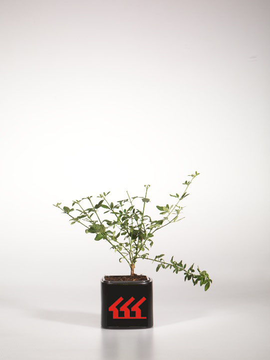 Жасмін Голоцветковий Жасмін Голоцветковий