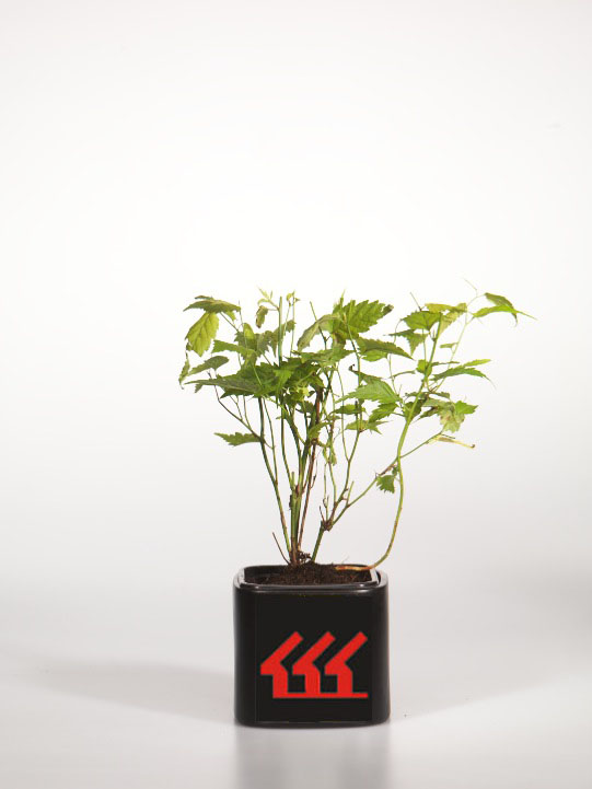 Керрия японська Керрия японська